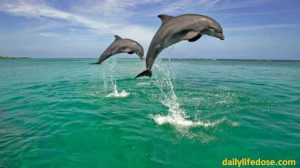 Royal Dolphin in India - dailylifedose.com
