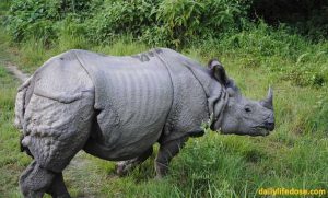 Indian Rhinoceros - dailylifedose.com