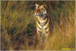 Tiger National Parks Central India - Dailylifedose