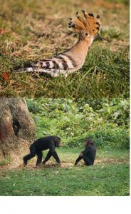 Wildlife of Andaman and Nicobar Island - dailylifedose.com