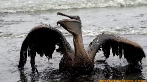 Oil Spills Pollution