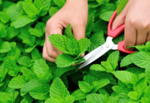 What are the top 20 health Benefits of Mint Leaves